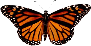 monarch